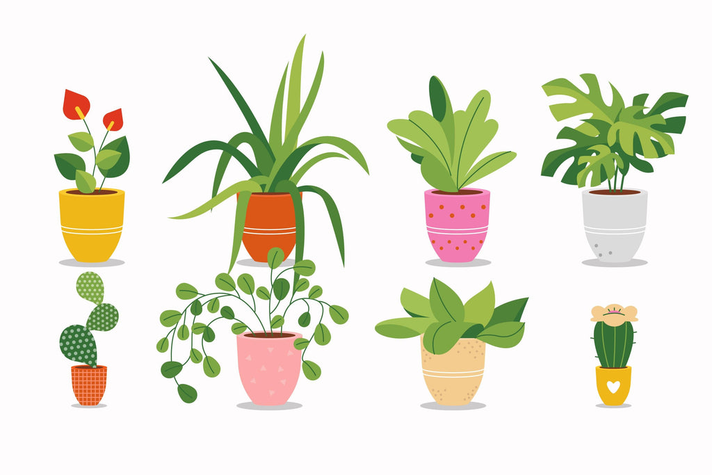5 Benefits of having a plant in your home.