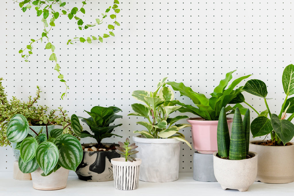 Breathe Fresh: 3 House Plants That Cleanse Your Air and Boost Your Health!