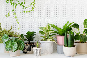 Breathe Fresh: 3 House Plants That Cleanse Your Air and Boost Your Health!